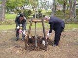 見晴公園で桜の木2本を植樹しました。