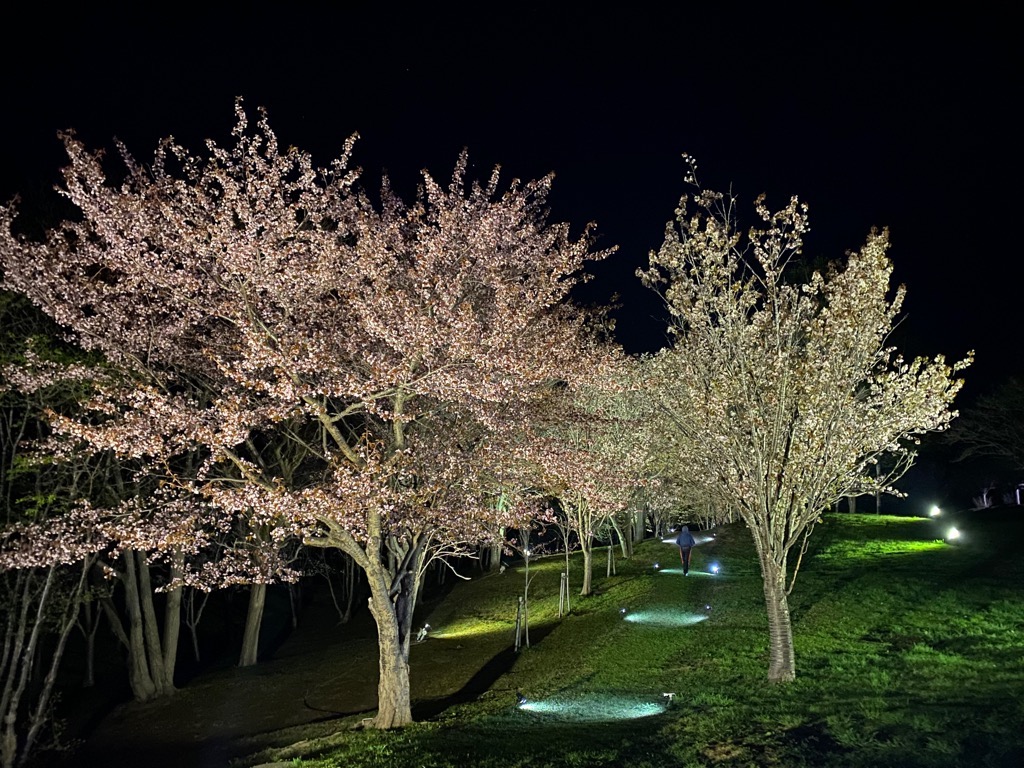 夜桜