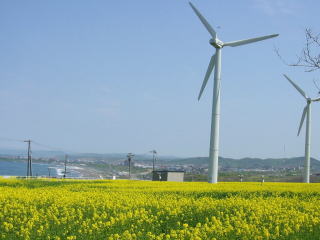 礼受牧場・菜の花と風車の写真